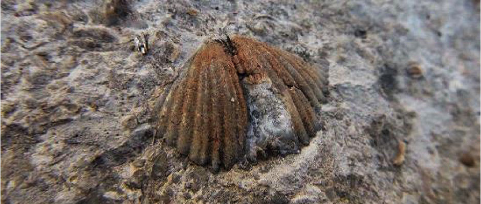 Fossil Brachiopod 