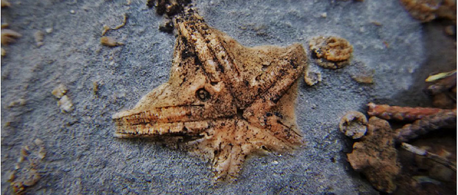 Fossil crinoid calyx